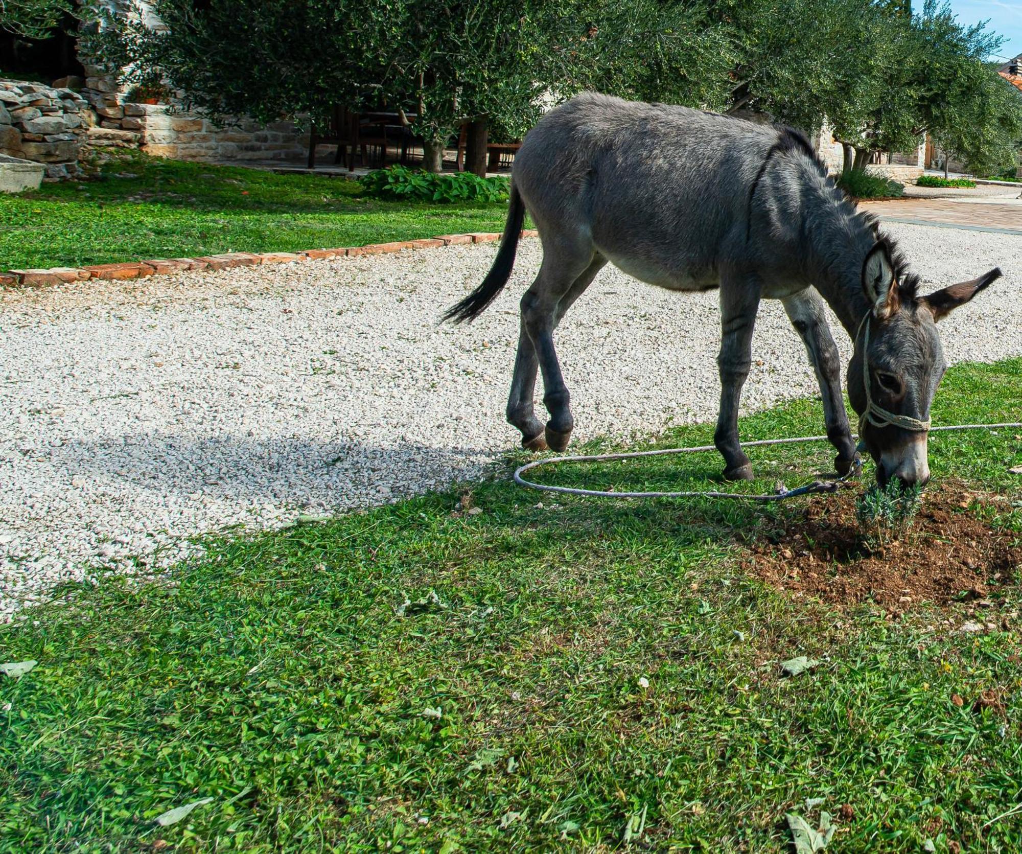 Dalmatian Country House Irena Bruska Ngoại thất bức ảnh